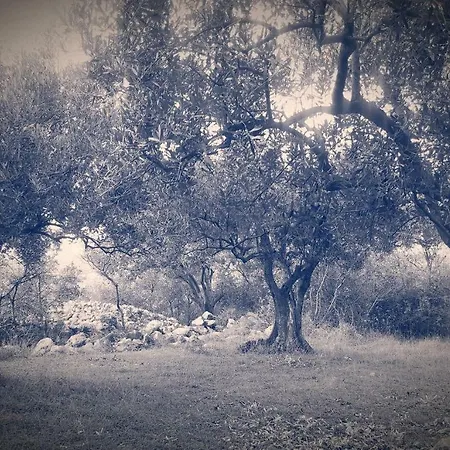 Adrijana *