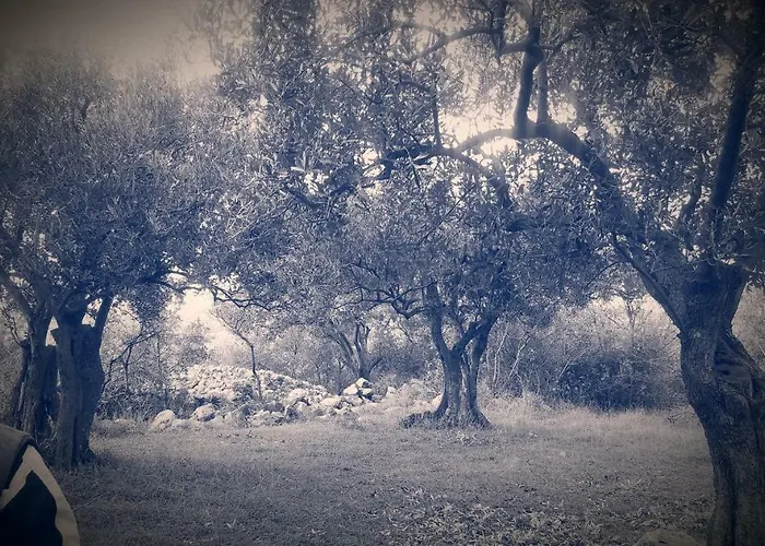 Adrijana *